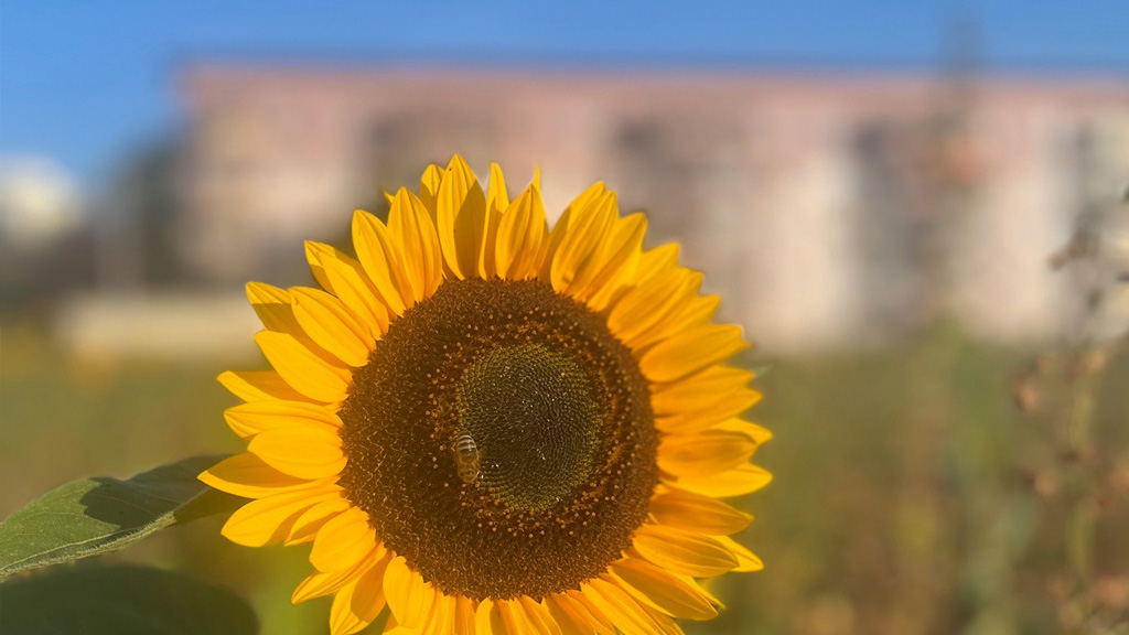 Paradies für Bienen und Menschen 